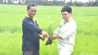 ដាំស្រូវសរីរាង្គ ដើម្បីសងបំណុលបរិស្ថាន