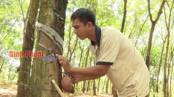 Đây là thời điểm giá mủ cao su tăng đang tăng tốt nhất 8 năm qua ở Bình Phước, cạo bán là trúng lớn