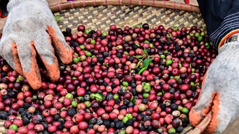 Dồn dập tin vui: Xuất khẩu gạo và cà phê đua lập kỷ lục, rau quả thu 6,34 tỷ USD