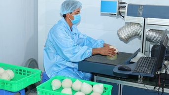Doanh nghiệp 'săn lùng' dừa tươi để xuất khẩu qua Trung Quốc