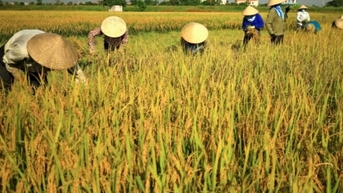 និន្នាការ​តម្លៃ​ស្រូវ​ក្នុង​ទិសដៅ​ផ្ទុយ​គ្នា តម្លៃ​ស្រូវ​រំកិល​ទៅ​ម្ខាង