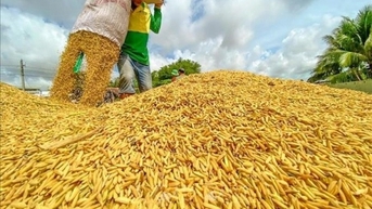 Giá gạo tăng, giảm trái chiều, giá lúa giảm 200 đồng/kg
