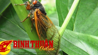 Cicadas ហៅរដូវក្តៅ