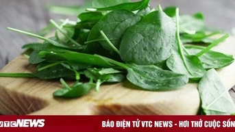 Ăn rau mồng tơi có tốt?