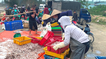 Ngư dân đánh bắt trúng hàng tấn cá cơm biển đầu năm