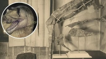 Quái thú "dị long" dài 10 m lộ diện ở Giza