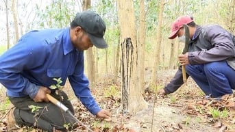 Trồng rừng gỗ trắc quý có tên trong sách Đỏ, cả làng ở Gia Lai ngày đêm trông giữ, cấm người lạ