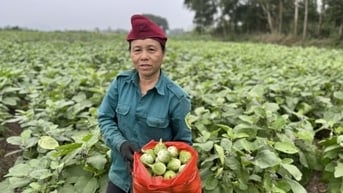 Xã có 500 hộ trồng cà dừa, thu nhập gấp 3 - 4 lần trồng lúa