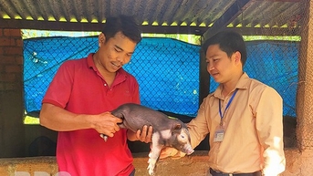 Heo đen là con đặc sản mà anh nông dân Bình Định nuôi thành công, hễ nói bán hết sạch luôn