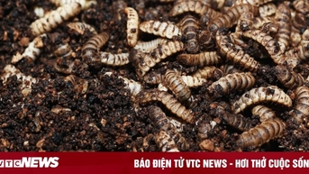 Công nghệ biến rác thành thức ăn cho ấu trùng ở Trung Quốc