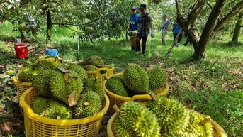 Sầu riêng tiếp đà tăng mạnh?