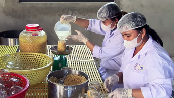 Nhổ củ hành tăm, củ gia vị trồng ở Hòa Bình đem muối lên, ấy thế mà bán thành công sang nước Anh