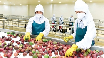 Cơ hội rộng mở của trái cây Việt tại thị trường lớn
