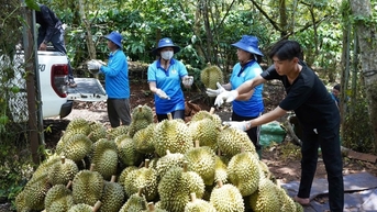 Huyện Krông Pắc tổ chức Hội nghị tổng kết sản xuất, tiêu thụ sầu riêng niên vụ năm 2024