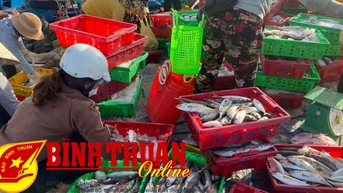 Ngư dân Phú Quý bước vào vụ cá nam