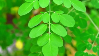 Lý do bạn nên đưa chùm ngây vào thực đơn