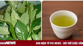 Có nên uống nước chè tươi để qua đêm?