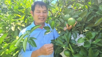 Thắng lớn nhờ kiên định trồng cam hướng hữu cơ
