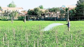 Cả làng ở Bình Định trồng rau VietGAP, được mùa, gặp giá hời, dân tự trả lương tốt cho mình