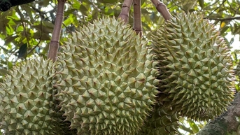 Nhiều lô sầu riêng Việt Nam xuất khẩu bị Trung Quốc cảnh báo