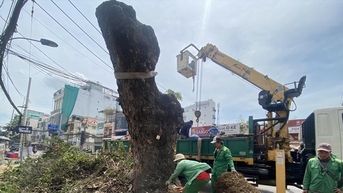 TPHCM ngày càng thiếu cây xanh