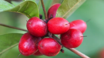 Biến vị chua thành ngọt, 'trái thần kỳ' có lợi ích gì?