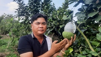 수백만 달러 상당의 모양 자몽은 여전히 ​​설날에 놀러 오는 고객을 끌어모읍니다.