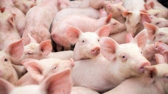 Giảm 1.000 đồng/kg tại miền Nam
