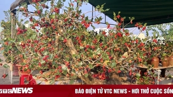 Bonsai dâu tằm dáng 'siêu độc', bán giá hàng chục triệu đồng/cây