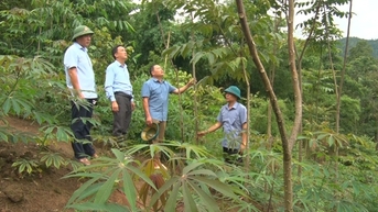Thứ cây đặc sản "hở một tí là thơm" này đang giúp dân một xã ở Sơn La tăng thu nhập thấy rõ