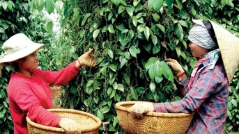 Thị trường tiếp tục tăng, người nông dân phấn khởi