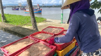 Dân một xã ở Quảng Bình trúng đậm con li ti ngoài biển, cầm chắc 5 triệu/chuyến ra khơi