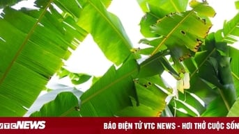 Lợi ích không ngờ từ lá chuối