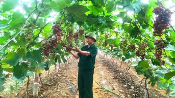 Trồng nho hạ đen, loại cây không hạt trên đất ven biển Hà Tĩnh, treo la liệt quả, cả làng bất ngờ