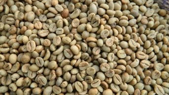 Giá cà phê trong nước trượt dốc không phanh?