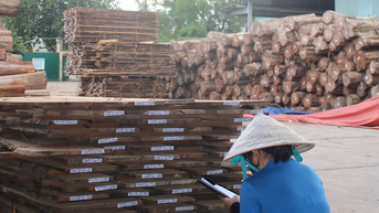 Nhiều doanh nghiệp gỗ bị "vạ lây"