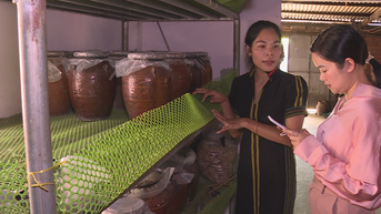 Làm giàu khác người, một cô gái dân tộc K'Ho ở Lâm Đồng đem cà phê ủ trong chóe, hóa ra lại hay