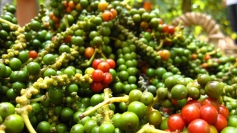 Trong nước ổn định, giao dịch dưới mốc 145.000 đồng/kg
