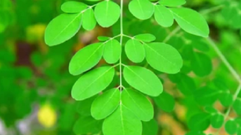 Chùm ngây được ví như 'thịt bò của người nghèo', phòng tim mạch, ung thư