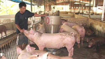Xây dựng vùng an toàn dịch bệnh đóng vai trò quan trọng trong nền kinh tế nông nghiệp Việt Nam