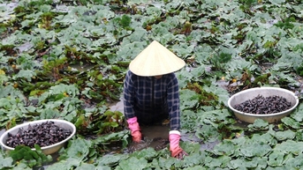 Trồng củ ấu ở An Giang xuất xứ Đài Loan, tối ngày bơi dưới ao, ra quả gọi là củ, dân bán có tiền
