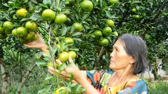 Nông dân Quảng Nam tiêu tiền rủng rỉnh từ trồng cây ăn quả đặc sản, vườn đẹp như phim