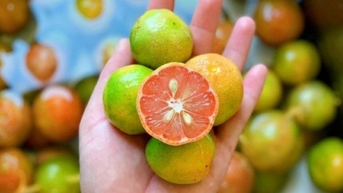 Bí quyết ngâm chanh đào với mật ong để đảm bảo an toàn thực phẩm