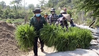Chợ chỉ bán cỏ dại ở An Giang, chợ lạ chợ lùng, chả thấy bán thịt thà cá mắm, đến nơi hơi bất ngờ