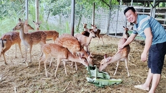 Hươu sao, con thú mọc thứ đại bổ trên đầu, là động vật hoang dã, nuôi ở Tuyên Quang, dân giàu hẳn