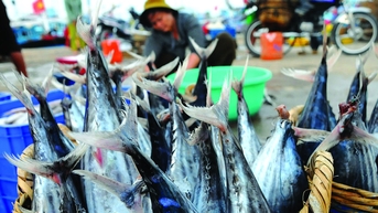 កំពង់ផែនេសាទអនុវត្តបទប្បញ្ញត្តិគ្រឿងចក្រ នាយកដ្ឋានជលផលផ្តល់ការណែនាំ 'ក្តៅ'