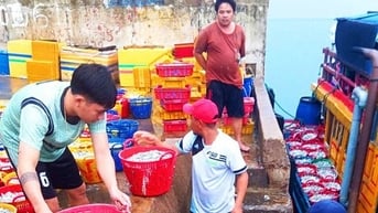 Dân một xã ở Bình Định bắt trúng luồng cá cơm giàu protein, gom cả tấn, thu 20-32,9 triệu/chuyến