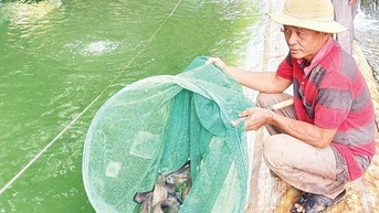Nuôi cá chạch lấu dày đặc, đớp mồi tơi tới, quẫy ầm ầm, một người Tây Ninh bắt bán 220.000 đồng/kg