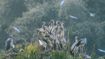 សត្វស្លាបព្រៃហើរលើមេឃក្នុងតំបន់ទេសចរណ៍