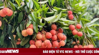Vải thiều nổi danh toàn cầu: Ồ ạt xuất đi Mỹ